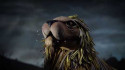 Neko Case 'Last Lion of Albion' Music Video