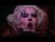 Sharon Needles 'This Club Is a Haunted House' music video