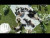 BOYNEXTDOOR 'ANIMAL' music video