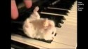 Parry Gripp 'Hamster On A Piano (Eating Popcorn)' Music Video