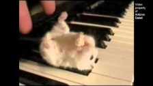 Parry Gripp 'Hamster On A Piano (Eating Popcorn)' music video