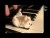 Parry Gripp 'Hamster On A Piano (Eating Popcorn)' music video