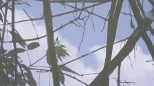Matmos 'Aetheric Vehicle' music video