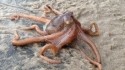 Parry Gripp 'Little Octopus Climbing Over Rock' Music Video