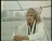 Rod Stewart 'Sailing' music video