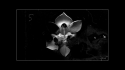 White Fence 'Chairs in the Dark' Music Video