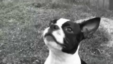 MAD ONES 'Leather Rug' music video