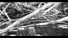 Vierance 'Raven' music video