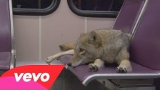 Modest Mouse 'Coyotes' music video