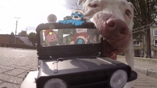 Amaro and Waldens Joyride