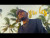Jarahn 'Yu Les' music video