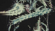Bella Poarch 'Ribcage' music video