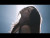 Cece Natalie 'DOMINO' music video