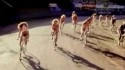Queen 'Bicycle Race' Music Video