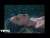 Olivia Rodrigo 'vampire' music video