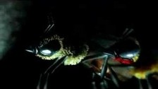 Menomena 'Evil Bee' music video