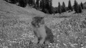 Minor Victories 'Scattered Ashes (Song for Richard)' Music Video