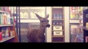 Owl City 'Deer In The Headlights' Music Video
