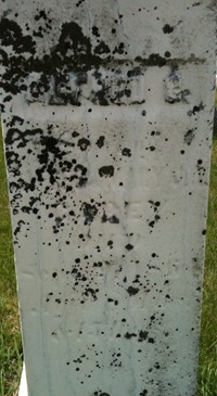 CAREY, ALFRED G. - Cedar County, Iowa | ALFRED G. CAREY 