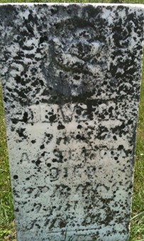 NOLL, OLIVE M. - Cedar County, Iowa | OLIVE M. NOLL 