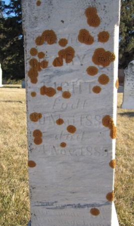 LIGHT, HENRY - Clayton County, Iowa | HENRY LIGHT 