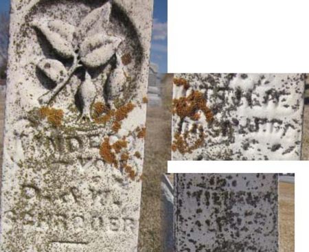 SCHRODER, TWINS - Clayton County, Iowa | TWINS SCHRODER 