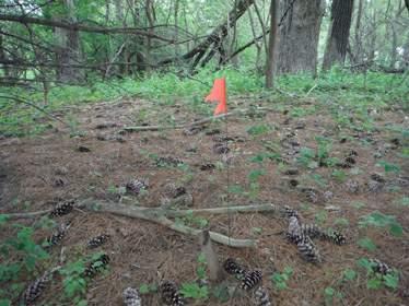 GRAPES, ?? - Delaware County, Iowa | ?? GRAPES 