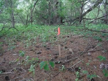 GRAPES, ?? - Delaware County, Iowa | ?? GRAPES 