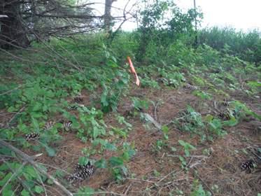 GRAPES, ?? - Delaware County, Iowa | ?? GRAPES 