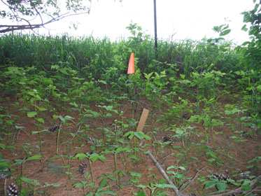 GRAPES, ??? - Delaware County, Iowa | ??? GRAPES 