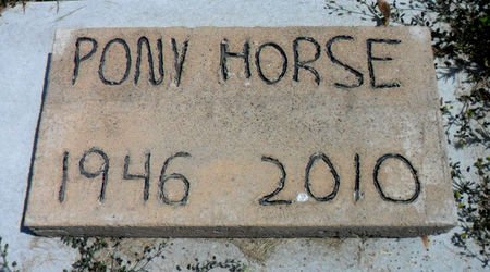 PONY HORSE, - - Hancock County, Iowa | - PONY HORSE 