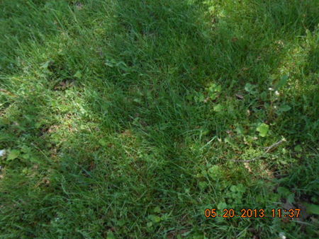 BROCKMAN, PERNETTA ANN - Linn County, Iowa | PERNETTA ANN BROCKMAN 