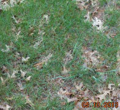 LEATHERMAN, DANIEL - Linn County, Iowa | DANIEL LEATHERMAN 