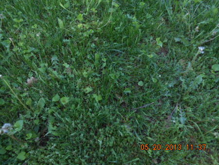 STEWART, PHEBE - Linn County, Iowa | PHEBE STEWART 