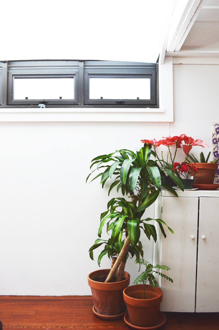 108 2f2015 02 05 120215 plants