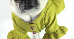 Sophisticated Pup