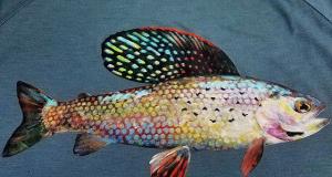 Grayling