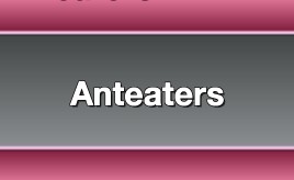 Anteaters