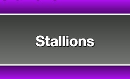 Stallions