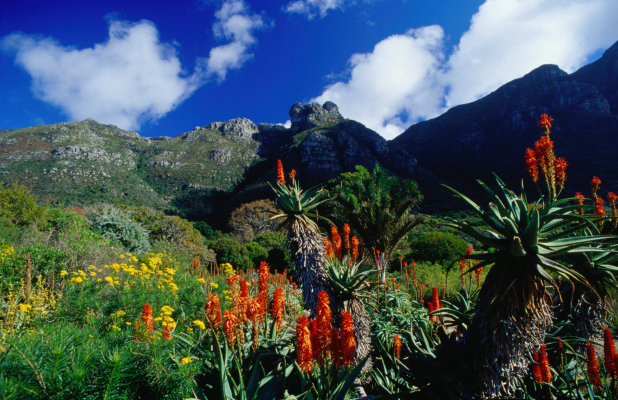 Kirstenbosch National Botanical Garden