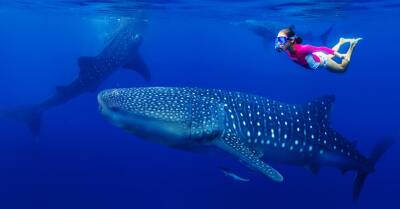 Oslob Whale Shark Watching