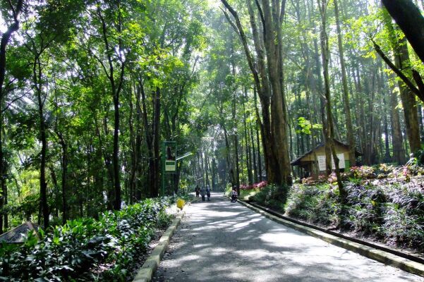 Taman Hutan Raya Juanda