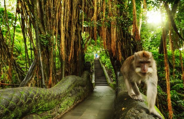 Ubud Monkey Forest