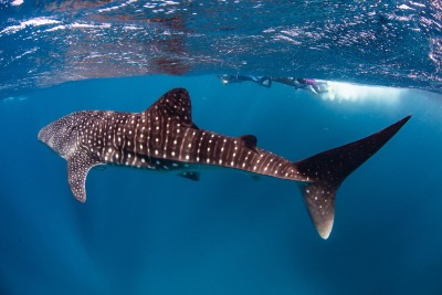 Whale Shark Dive Ningaloo