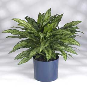 aglaonema-romeo