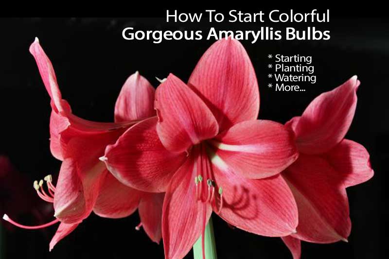 flowering amaryllis bulbs