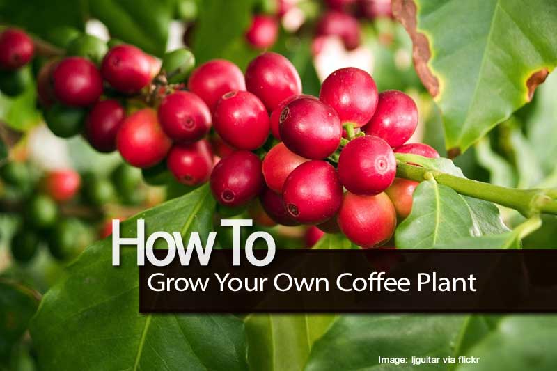 ripe coffee beans