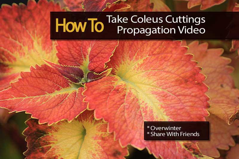 coleus-cuttings-video-112413