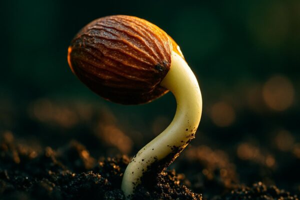 Close-up of a pale seed cracking open to reveal a white root tip emerging into dark soil.