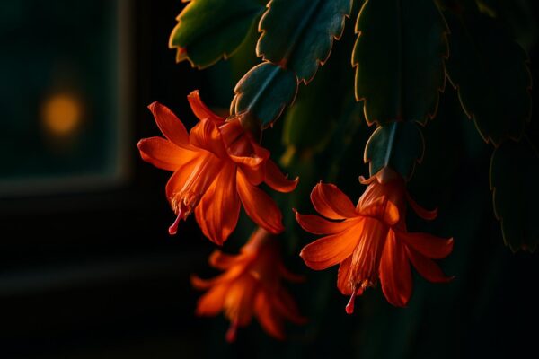 Close-up of a Schlumbergera plant with pink-red tubular blooms hanging from flat green stem segments near a window